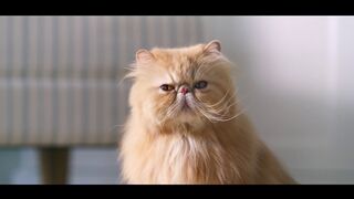 Heritage Bank 'Cats first' Fat Cats