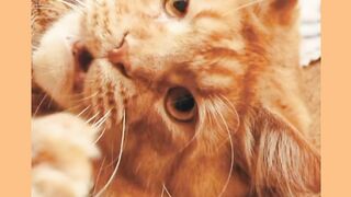 Cute cats video