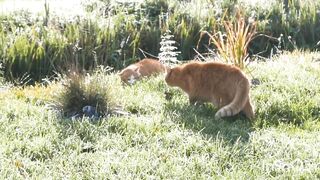 Cats Fathing Video Two Cats Angri Moments Fithing 2023