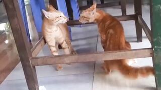 Funny cats videos, fighting shorts ???? videos.cute cat family/