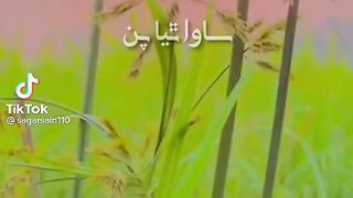 Best sindhi poetry by shaikh ayaz