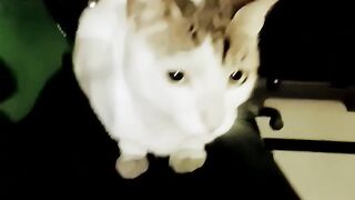 my cat ????????????