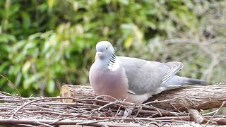 Beautiful Pigeon Birds