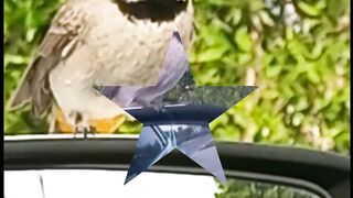 Nature and birds