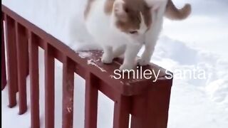 Funny Cat ???????? Cute Fall????