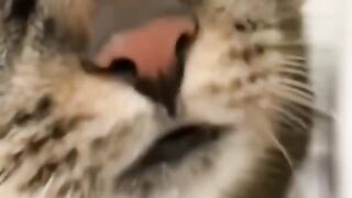 Cute and funny cats
