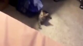 World's Funniest Cat And Dog Pet Videos !! funny video