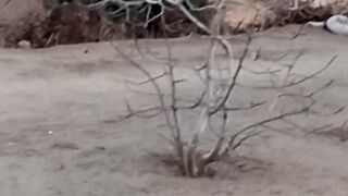Funny cats movement