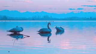 beautiful ducks