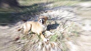 Pets ???? playing for startup life