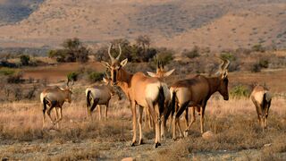 ANIMALS FANNY,  video #SHORT VIDEO BEAUTIFUL ANIMALS ????