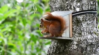 Squirrel
