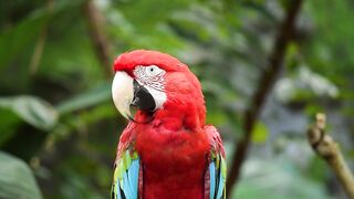Beautiful red parrot