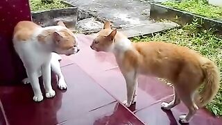Kucing Berantem Rebutan Wilayah, Siapakah yang menang ?