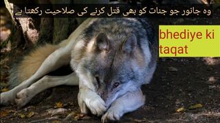 Hidden and interesting facts about wolves hindi