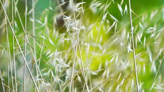 Herb video