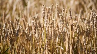 Wheat