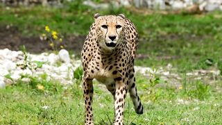 Cheetah Short Video