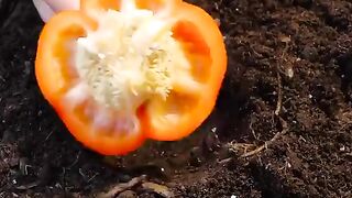 Plant growth hacking tips