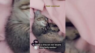 My cat my ????????????????