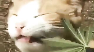 Gatinho doido !!!