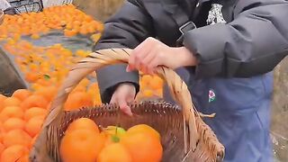 Wow fresh Oranges ???? Let's eat