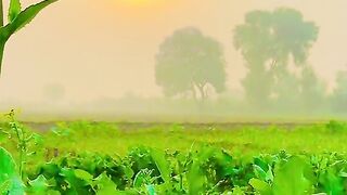 Very beautiful seen Nature