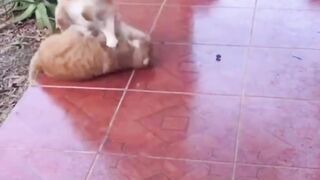 massive pets fight | amazing anger and fighting
