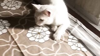 Cute  cat