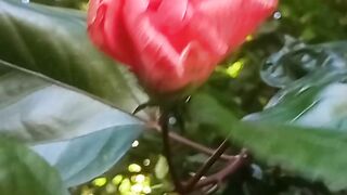 Nice Flower