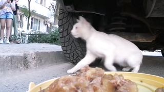 Serving food to stray cats