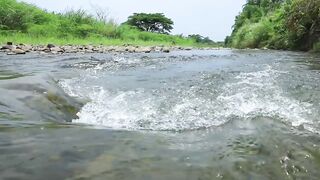 Survival in the rainforest, using Rattan to lure fish, Catch fish using big traps