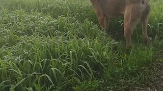Dog Life style dog funny