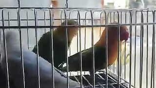 Lovebirds