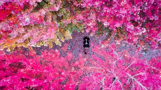 4k nature, beauti of nature,nature,forest