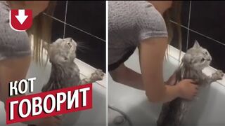 Говорящий кот отвечает своей хозяйке!!! Это что-то!!!