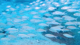 beautyfull fish, amazing fish, sea fish