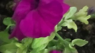 nice flower