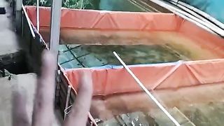 Jika melakukan pergantian PAKAN ikan lele jangan dibuat kaget (serentak/sekaligus)