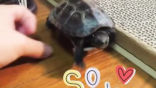 Cute turtle skateboarding