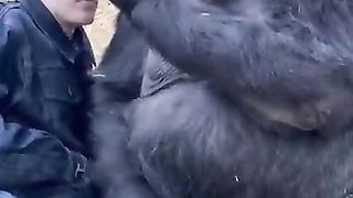 Woman and Gorillas