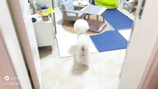I suspect that my dog ​​is a human being. He talks to me too much every day. If you don’t believe me, take a look