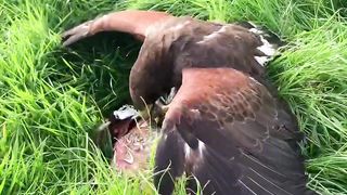 Egole animals