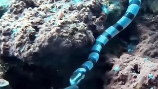 Wildlife in the Atlantic sea best epic moment, fish kill snake