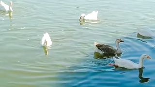Ducks are swimming on river