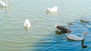 Ducks
