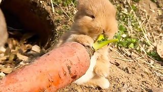 little rabbit