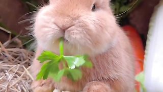 funny and hungry little rabbit