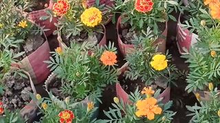 ফুলের বাগান , নার্সারি ফুল , নাইস ফুল বাগান