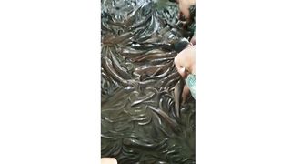 Fish farming pond with equipments 2024